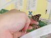 butterflycage